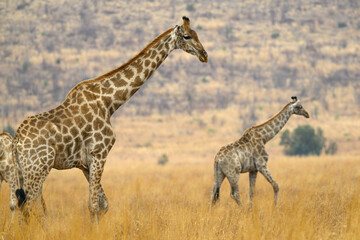 A female giraffe and her calf in a field of yellow grass, Pilanesberg National Park, South Africa