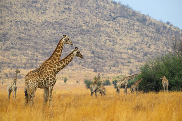 A herd of giraffe in the Pilanesberg National park, South Africa