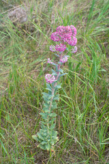 Sedum. Wild plant of the common sedum. Hylotelephium telephium.