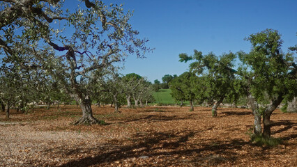 Olive trees in a sunny puglia, italy, landscape with clear blue sky and dry grassy ground, showcasing the picturesque mediterranean countryside.