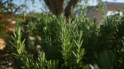 Close-up of thriving rosemary rosmarinus officinalis plants in a sunny outdoor garden in puglia,...