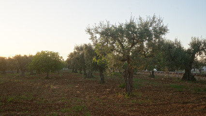 Obraz premium A tranquil olive grove in puglia, italy, featuring old, twisted olive trees olea europaea at sunset, set in a rural, mediterranean landscape with earthy tones and scattered sunrays.