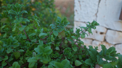 A close-up of lush green mint leaves growing next to a rustic stone wall in an outdoor garden in puglia, italy.