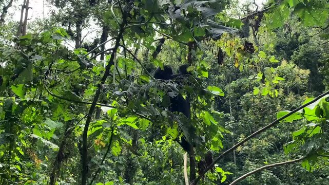 UGA_Uganda_Bwindi_Rainforest_Gorilla_2022_010_1080p_22sec.mp4
