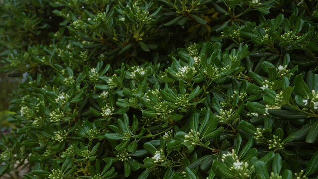 Close-up of pittosporum tobira, or japanese cheesewood, outdoors in puglia, italy, showcasing dense green foliage and small white flower buds.