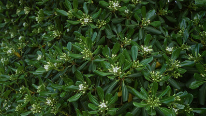 Dense green pittosporum tobira shrub with white flowers in an outdoor setting in puglia, italy.