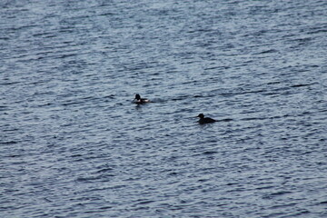 2024.02.11 Kristiansund og frei 