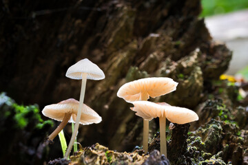 A view of mushrooms in a hollow tree