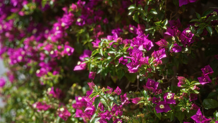 Fototapeta premium Vivid bougainvillea flowers in full bloom, showcasing their vibrant pink hues against lush green leaves in an outdoor garden in puglia, southern italy.