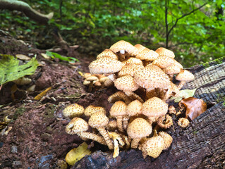A view of mushrooms in a hollow tree