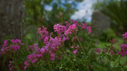 Fototapeta premium Beautiful pink geranium flowers, scientifically known as pelargonium hortorum, blooming outdoors in a vibrant garden setting in puglia, italy.