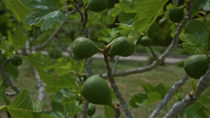 Close-up of green figs growing on a fig tree in an outdoor garden in puglia, italy, showcasing the lush foliage and developing fruit.