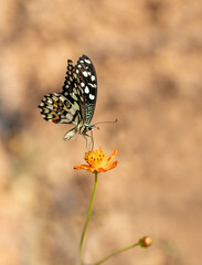 Nusaybin Beauty butterfly (Princeps demoleus) feeding on a flower