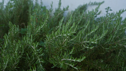 Dense rosemary rosmarinus officinalis plant close-up outdoors in puglia, italy highlighting its green aromatic foliage.