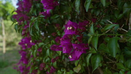 Vibrant magenta bougainvillea flowers in full bloom in an outdoor garden setting in puglia, italy, showcasing lush green leaves against a natural landscape backdrop.