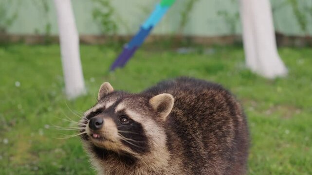 Wildlife encounter, Nature bonding, Friendly wildlife. Outdoors, raccoon extends upward on its back legs to touch human hand.