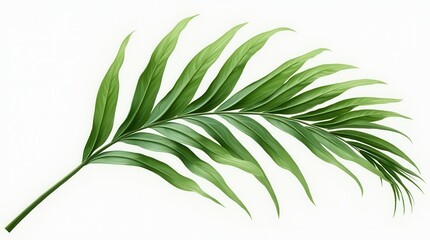 Fototapeta premium Exotic Green Tropical Summer Plant Palm Leaves Branch Isolated On White Background