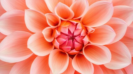 Fototapeta premium Pink Flower Close Up