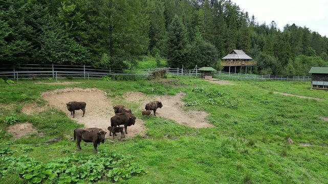 Drone flight next to Polish bison in the enclosure. Mavic 3