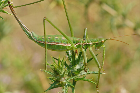 Closeup on a partogentic female of the endangered, predatory European bush cricket, Saga pedo