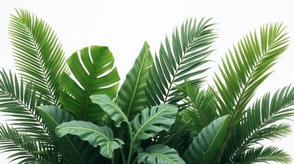 Green Leaves Of Tropical Plants Bush (Monstera, Palm, Rubber Plant, Pine, Bird Nest Fern). Transparent, Cutout, Or Clipping Path