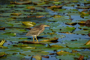 Green Heron perched in the pond looking for food