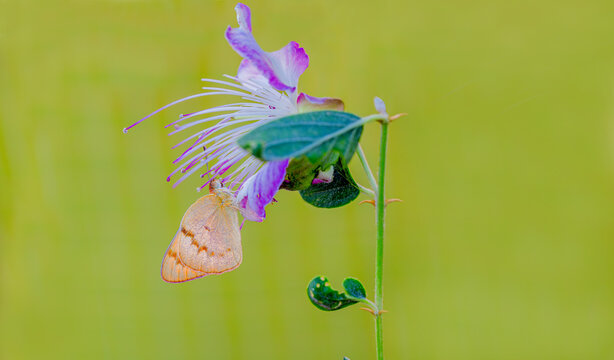 Mesopotamian Colotis butterfly (Colotis fausta)
