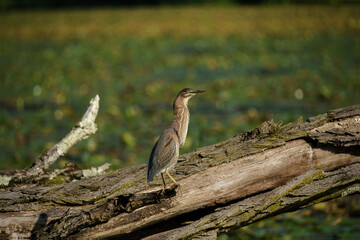 Green Heron perched in the pond looking for food