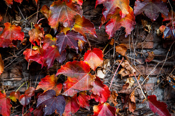 Autumn leaves background