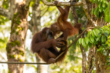 Bornean orangutan.
