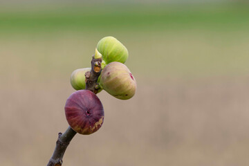 色づき始めたイチジク01