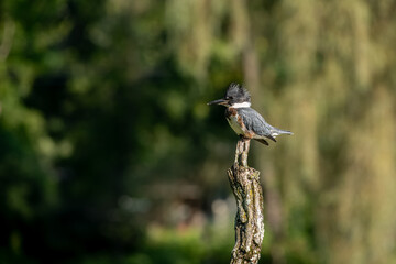 Kingfisher perched on branch looking for food