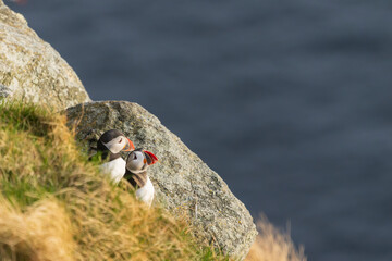 Arctic puffin, (fratercula arctica)