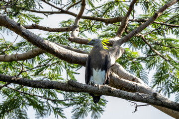 Grey-headed fish eagle.