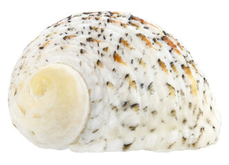 Seashell isolated on a transparent background. Very close macro photography. Completely in focus. Focus stacking.