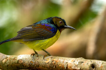 Copper throated sunbird.