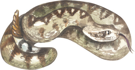 Fototapeta premium MOJAVE RATTLESNAKE (Crotalus scutulatus). Watercolor hand drawing painted illustration.