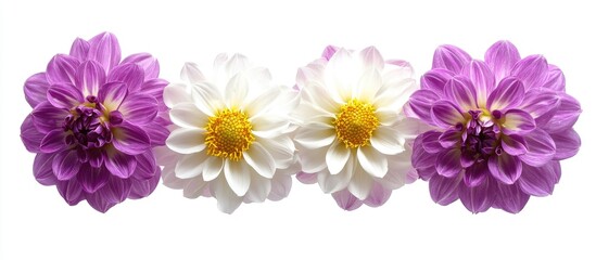 Dahlias In Purple And White With Yellow Center Isolated On White Background