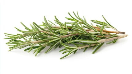 Fototapeta premium Rosemary herb on a plain white background