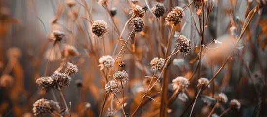 Brown Dry Flower Plants In The Nature In Autumn Season