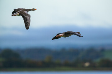 Greylag Goose, Anser anser, birds in flight over marshes at dawn