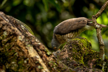 Crested oshawk feeding