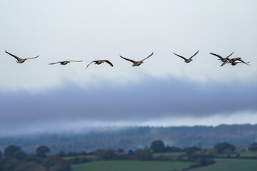 Greylag Goose, Anser anser, birds in flight over marshes at dawn