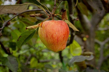 A photo of a red apple hanging from a tree branch