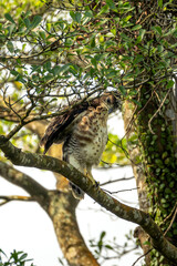 Goshawk fledgling.