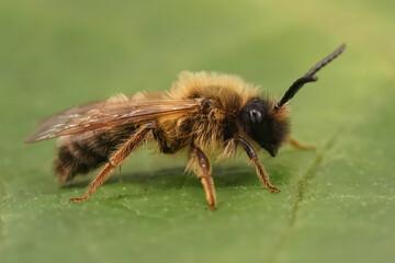 Closeup on a male female grey-gastered mining bee, Andrena tibialis on a green leaf