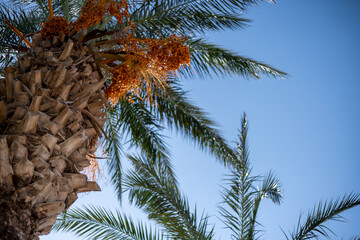 Tall palm trees under a clear blue sky with vibrant orange fruit in a sunny setting