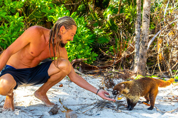 A man is feeding Coati coatis with food tropical jungle Mexico.