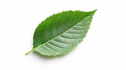 Obraz premium Net Zero emissions graphic with a green leaf and carbon footprint reduction, isolated on white