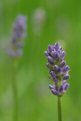 Decentralized closeup on a soft blue emegering Lavender flower, Lavendula , against a green blurred background , with copy-space